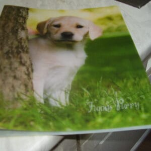 Hond fijne ringmap 3cm
