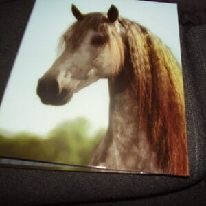 Paard ringmap A4