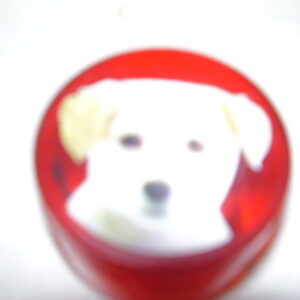 Hond scherpepotje